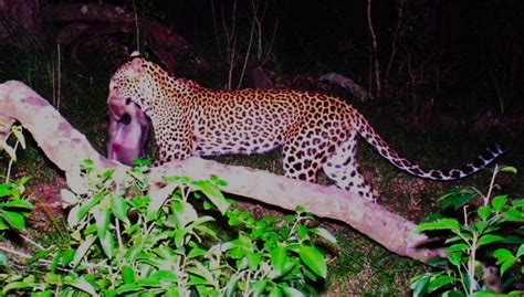 From leopard faeces to dogs disguised as big cats, Sri Lankans look to ...