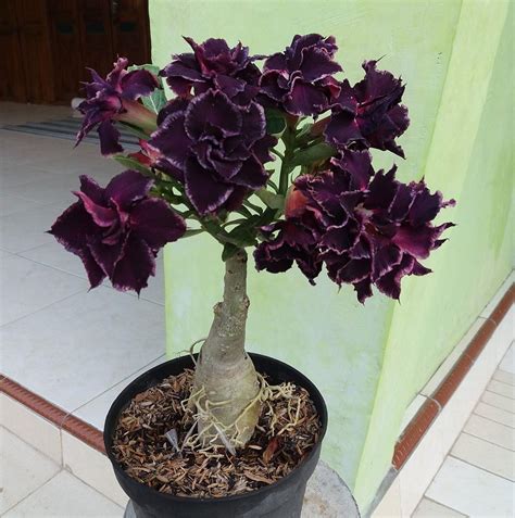 Desert Rose Plant Care and Growing Guide | Plantcarefully