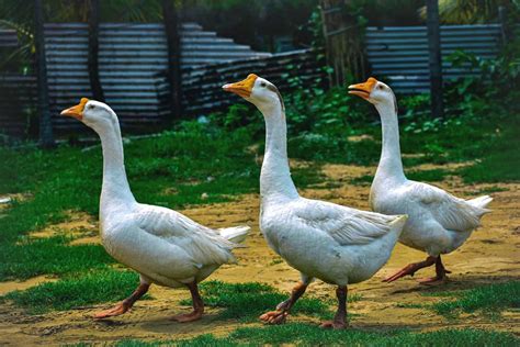 Swan vs Goose: Difference and Comparison
