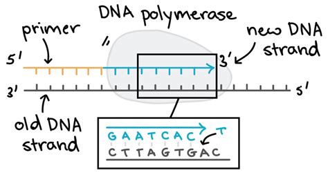 DNA Replication Strand 的图像结果
