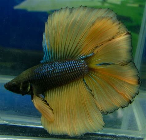 Image result for Betta Fish Compatibility