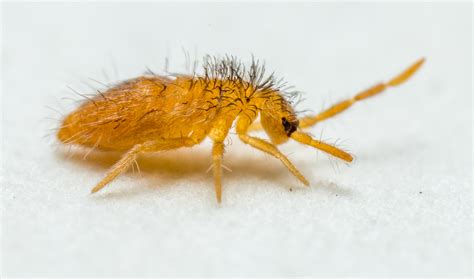 Image result for Springtail Facts