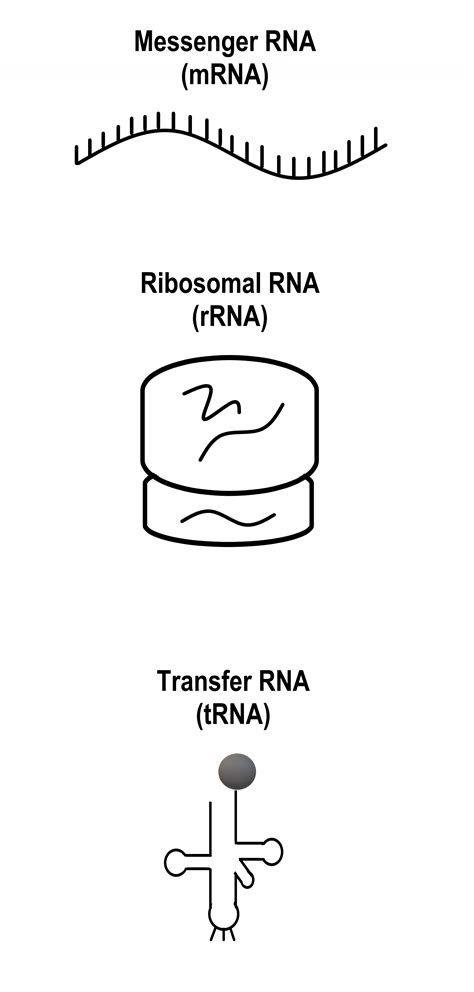 RNA Drawing 的图像结果