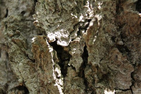 Image result for Tree Armor