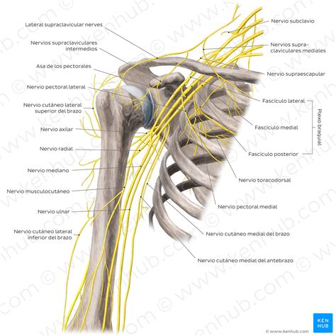 Nerves of the arm and the shoulder - Anterior view (Spanish) – Kenhub ...