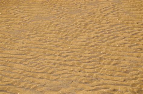 Image result for Sand Lizard