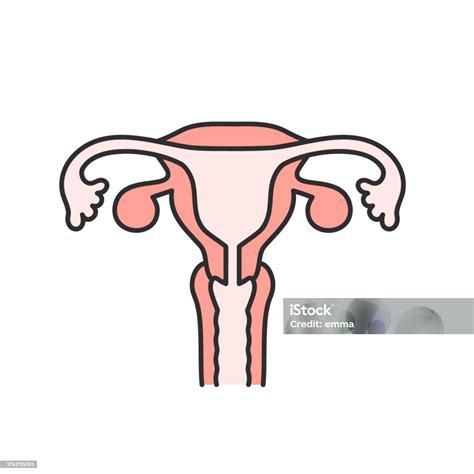Uterus Simple Line Illustration Stock Illustration - Download Image Now ...
