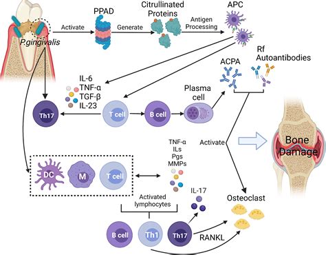 Frontiers | Association between Porphyromonas Gingivalis and systemic diseases: Focus on T cells ...