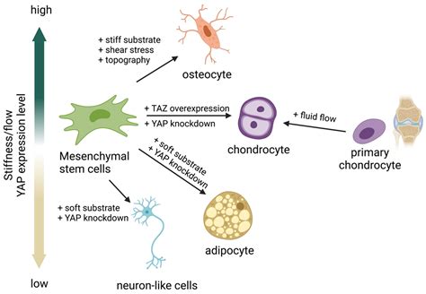 Role of YAP as a Mechanosensing Molecule in Stem Cells and Stem Cell ...
