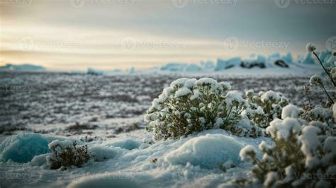 AI generated Investigate the unique adaptations of Arctic plants to ...