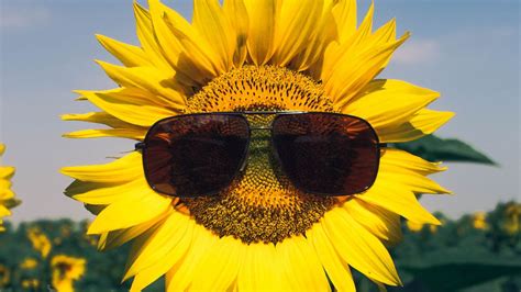 Wallpaper sunflower, flower, sunglasses, funny hd, picture, image