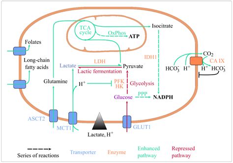 Do I Wash Lactic Acid Off at Mickey Munos blog