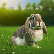 Image result for Holland Lop Color Chart