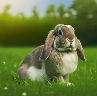 Image result for Silly Holland Lop