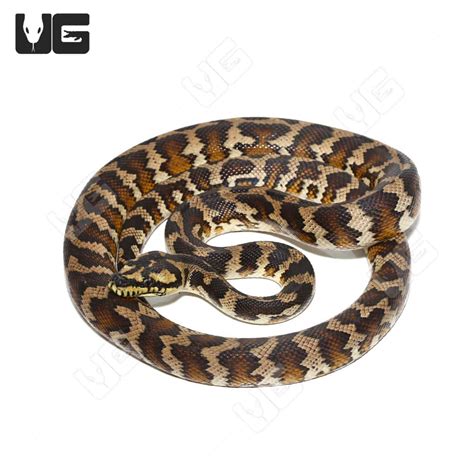 Image result for Irian Carpet Python