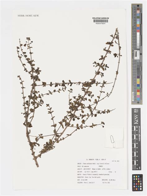Tinnea aethiopica Kotschy ex Hook.f. | Plants of the World Online | Kew ...
