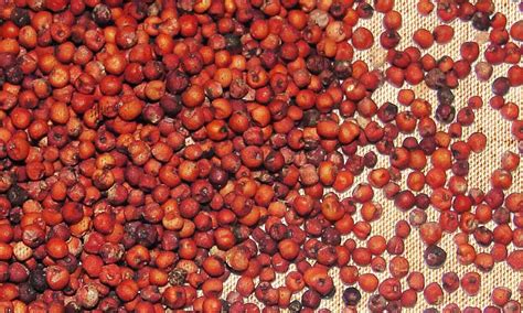 Ragi Java Benefits 的图像结果