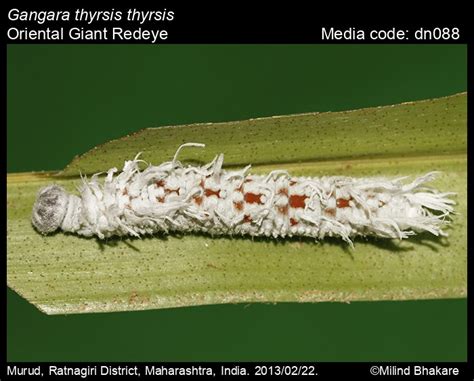 Gangara thyrsis | Butterfly