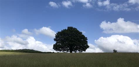 Agroforestry Open Weekend 2023, Hammonds Farm, Stroud, 20 May to 21 May ...