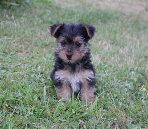 Yorkshire Terrier X Poodle: Traits, Care, Training