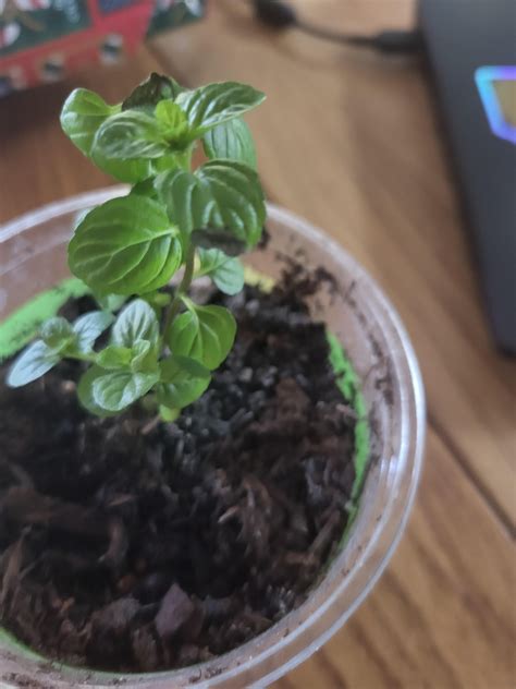 My mint leaves are browning. Fungal or environmental? : r/vegetablegardening
