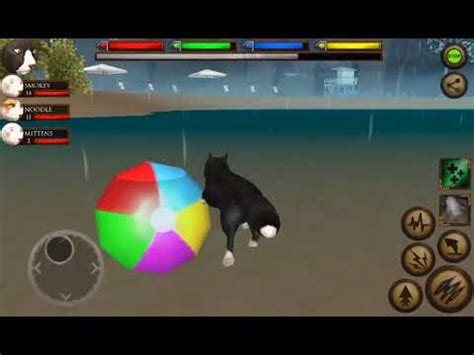 Image result for Ultimate Cat Simulator Tips