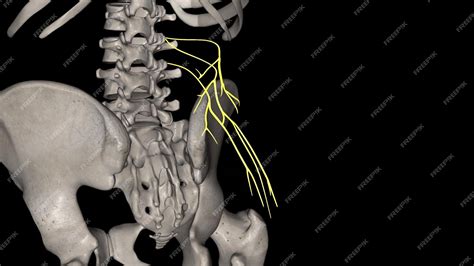 Premium Photo | The superior cluneal nerves are pure sensory nerves ...