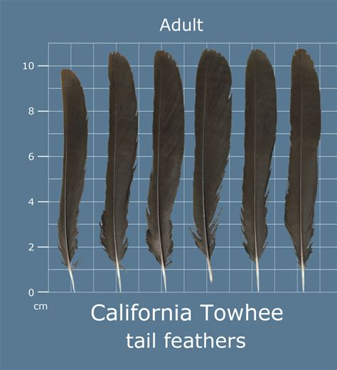 The Feather Atlas - Feather Identification and Scans - U.S. Fish and ...
