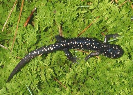 Amphibians: Vertebrates on Land & Modern Amphibians in Spring, SUNY ...