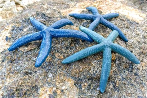 How Many Arms Does a Starfish Have?