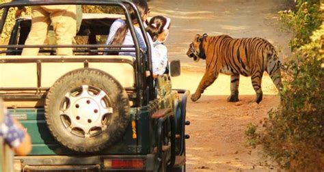 Predators, Prey & More: Sariska’s Wildlife Treasures