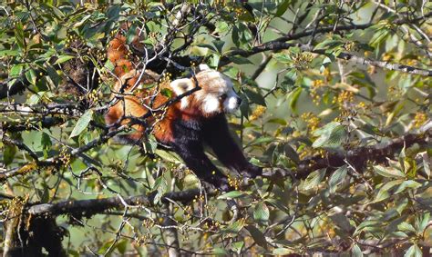 Singalila National Park | Nature inFocus