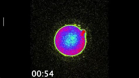 Image result for Conception Light Flash