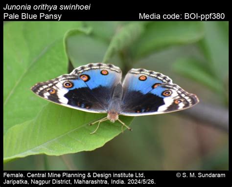 Junonia orithya (Linnaeus, 1758) - Blue Pansy | Butterfly