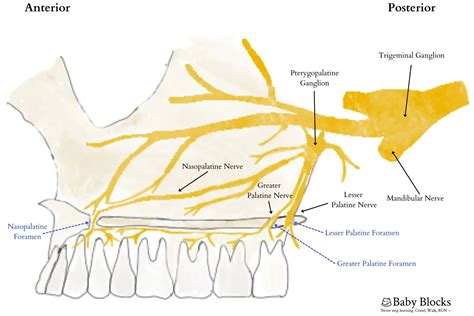 Pediatric Palatal Block — BABY BLOCKS