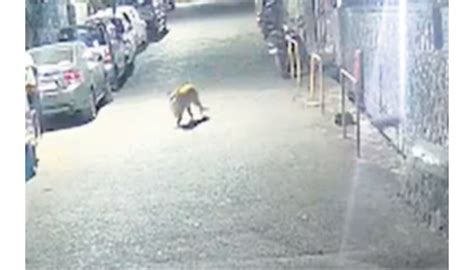 Mumbai: Authorities Begin Search For Leopard Sighted On CCTV At Marol ...