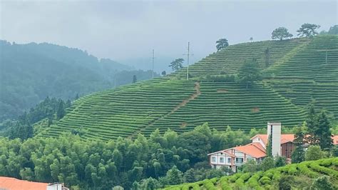 武夷岩茶优势特色产业集群项目 - 福建省致青生态环保有限公司 - 生态高值农业综合服务商