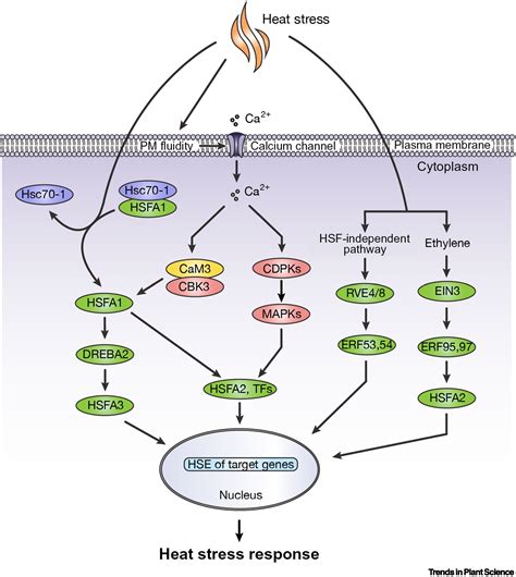 Beat the heat: plant- and microbe-mediated strategies for crop thermotolerance: Trends in Plant ...