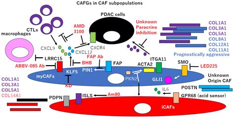 CAFs-Associated Genes (CAFGs) in Pancreatic Ductal Adenocarcinoma (PDAC ...
