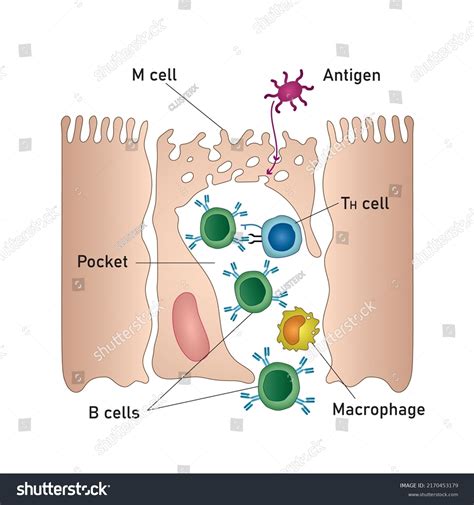 Mucosa Associated Lymphoid Tissue
