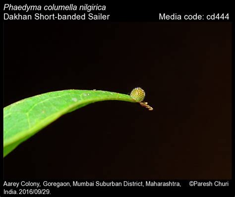 Phaedyma columella | Butterfly