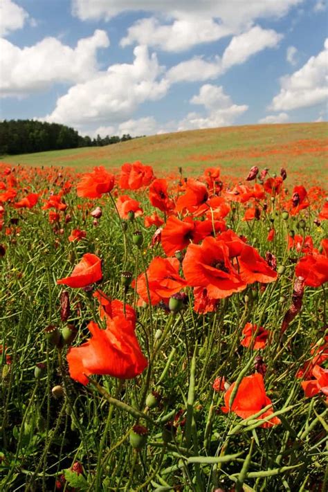 101+ Cute French words & adorable expressions to add to your vocabulary