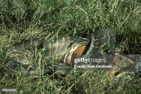 Image result for Python Consumes Impala