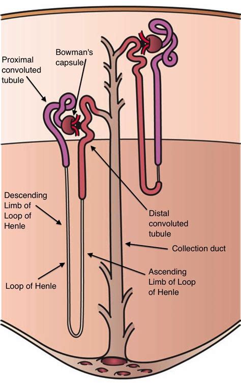 Where do ultrafilteration, reabsorption and secretion occur in nephorn ...