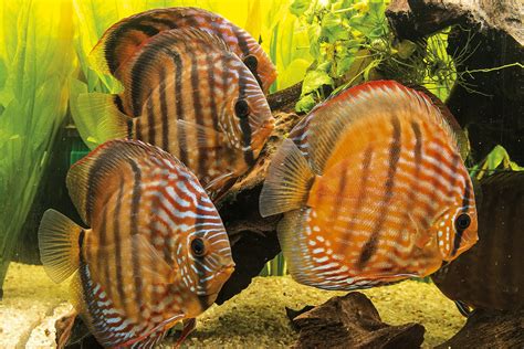 Image result for Discus Fish for Beginners
