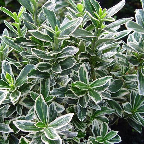 10 Adet Gümüş Taflan, saksıda, Euonymus japonicus Silver King Fiyatları ...