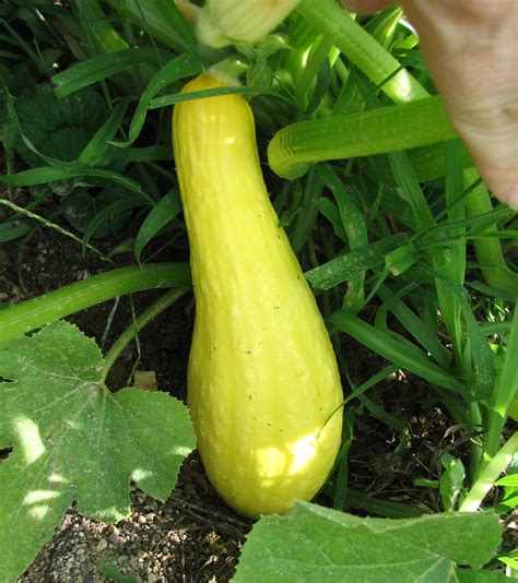 Squash 的图像结果