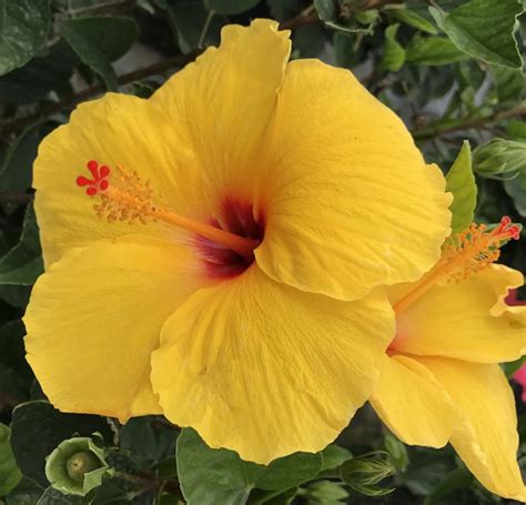 Hawaii State Flowers – Lehua's Forest, Flower Arrangements & Fruit Trees