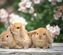 Image result for Cute Lop Rabbit