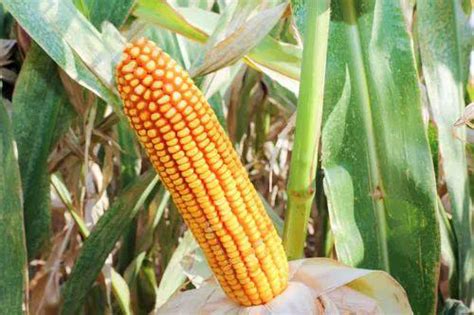 揭秘玉米种子培育技巧-保定市金穗农业科技有限公司